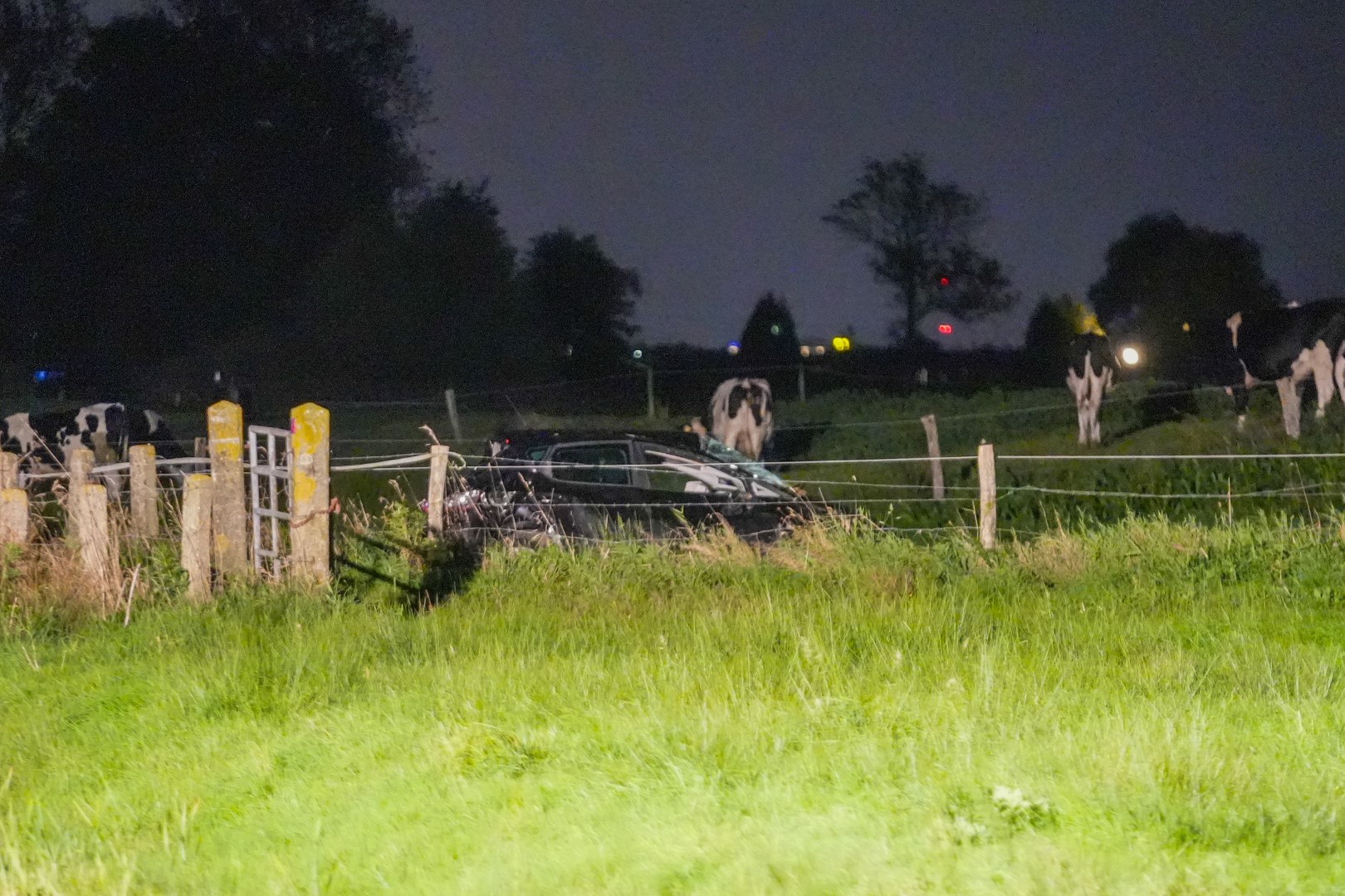 Bestuurder vlucht na ongeval, auto belandt in weiland tussen koeien