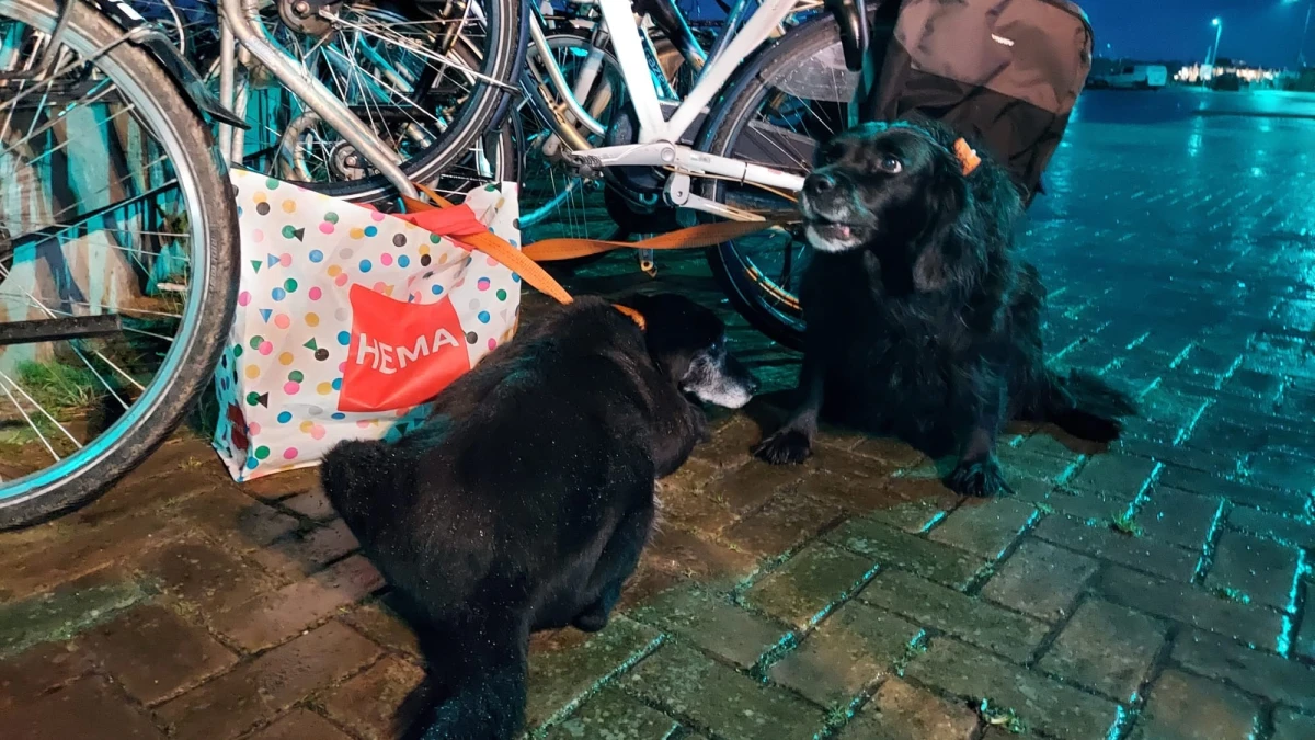 Twee honden gedumpt op Ameland: ‘Eigenaar stapte boot op naar vaste wal’