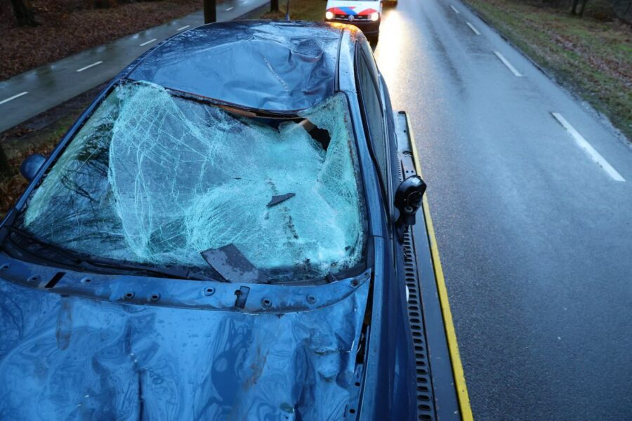 Losgebroken paard belandt op voorruit van auto