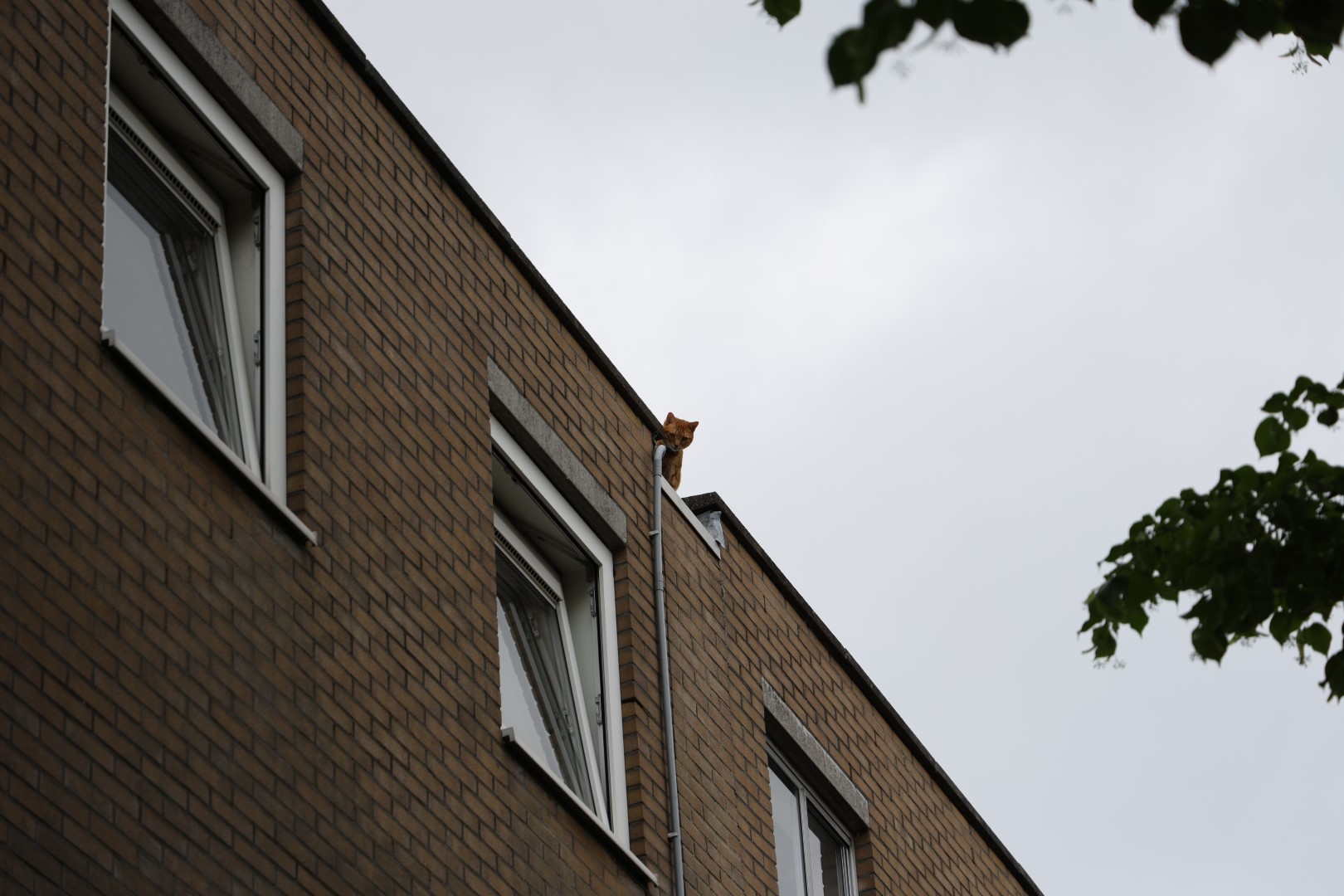 Kat van dak gehaald door brandweer