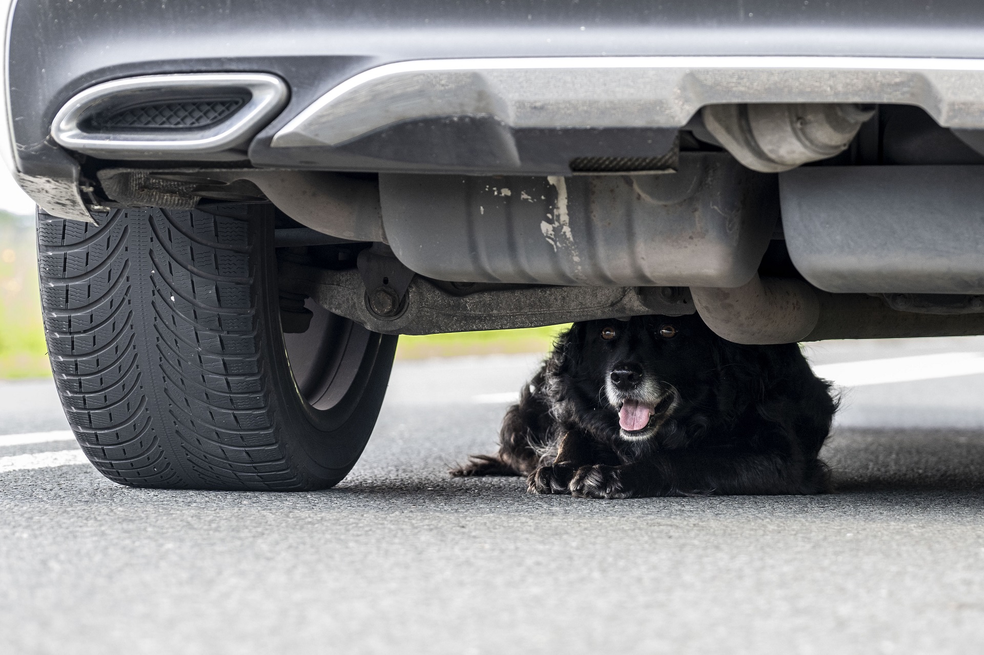 Angstige hond onder auto veroorzaakt wegafsluiting