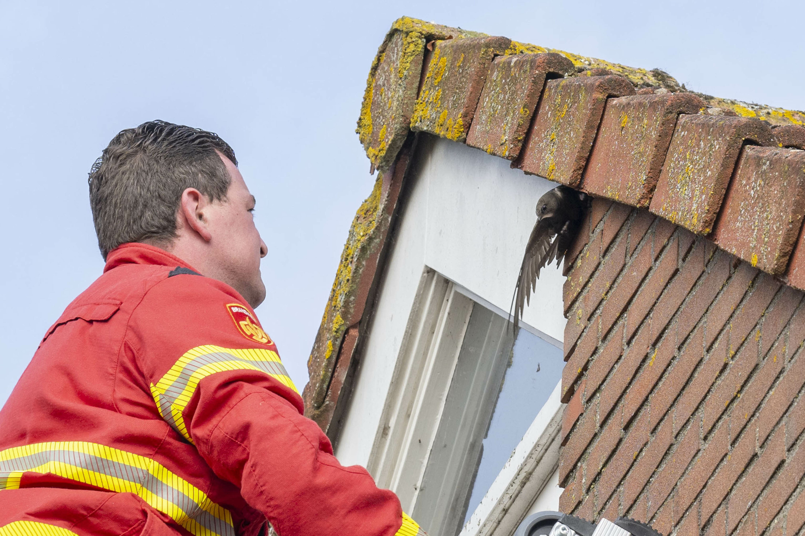 Brandweer bevrijdt zwaluw uit benarde positie