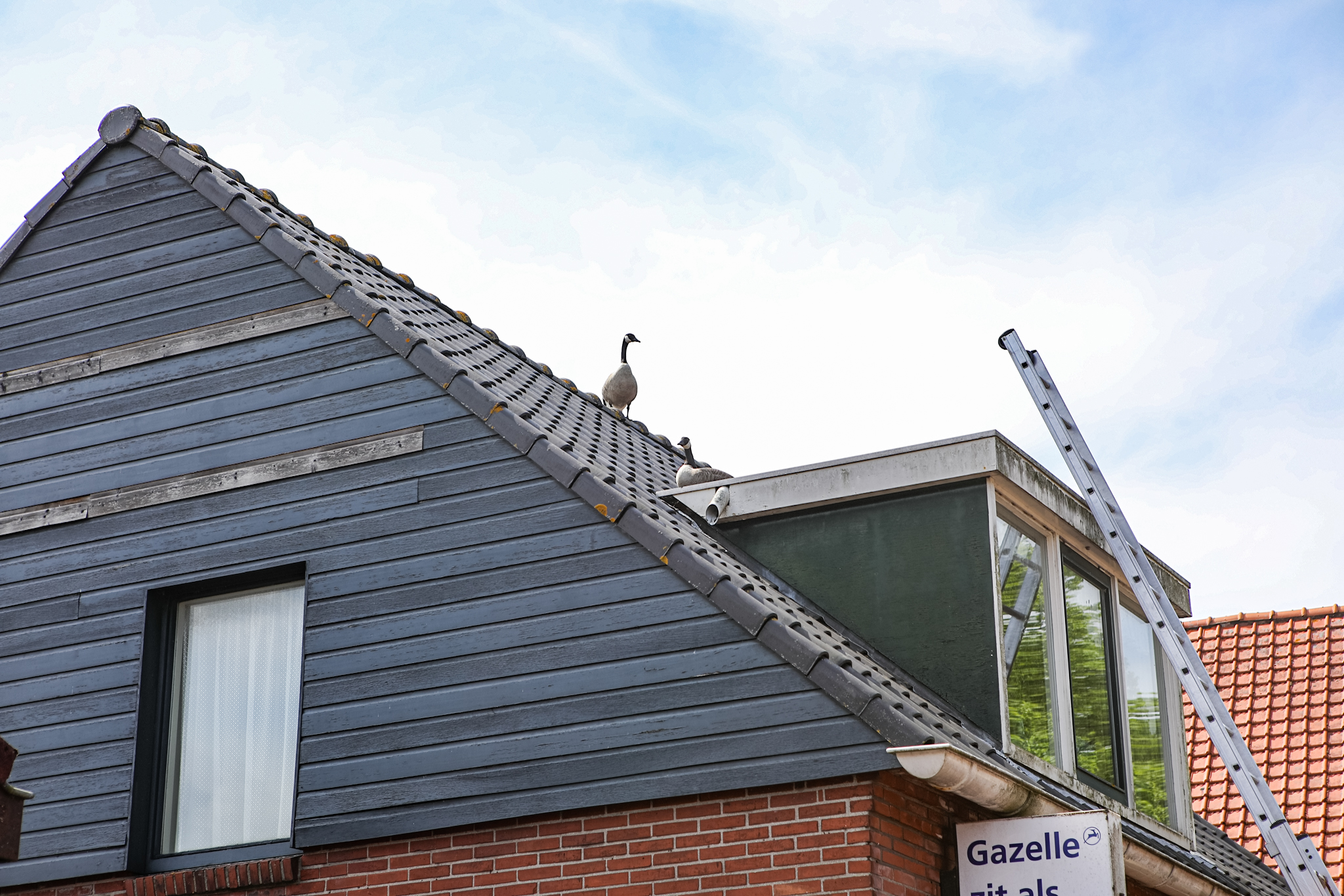 Broedende ganzen op dak van woning door brandweer verwijderd