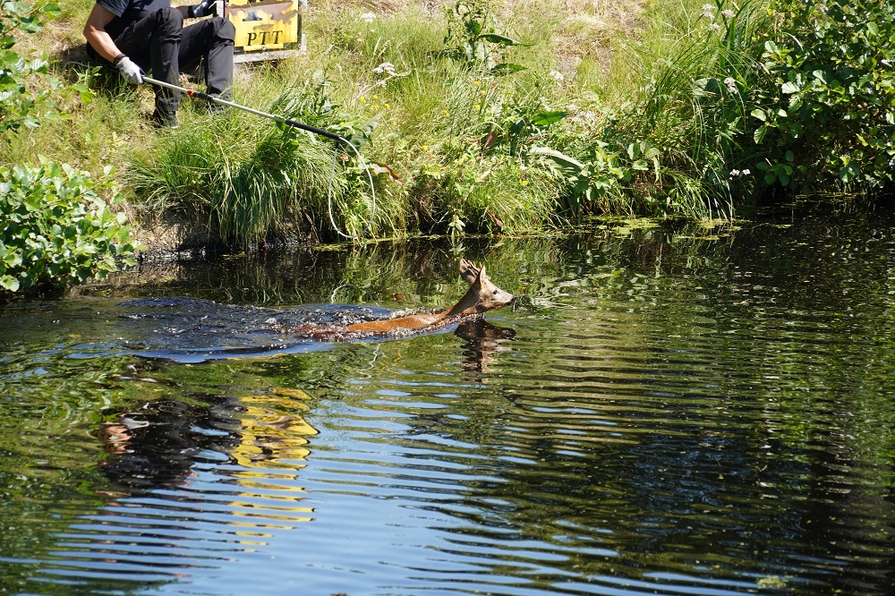 Brandweer komt in actie om ree uit water te redden