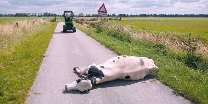 Drachtige koe dood na voorbijrazen wielrenner