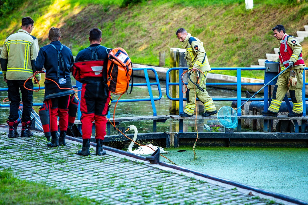 Zwanen zitten vast in sluis, brandweer schiet te hulp