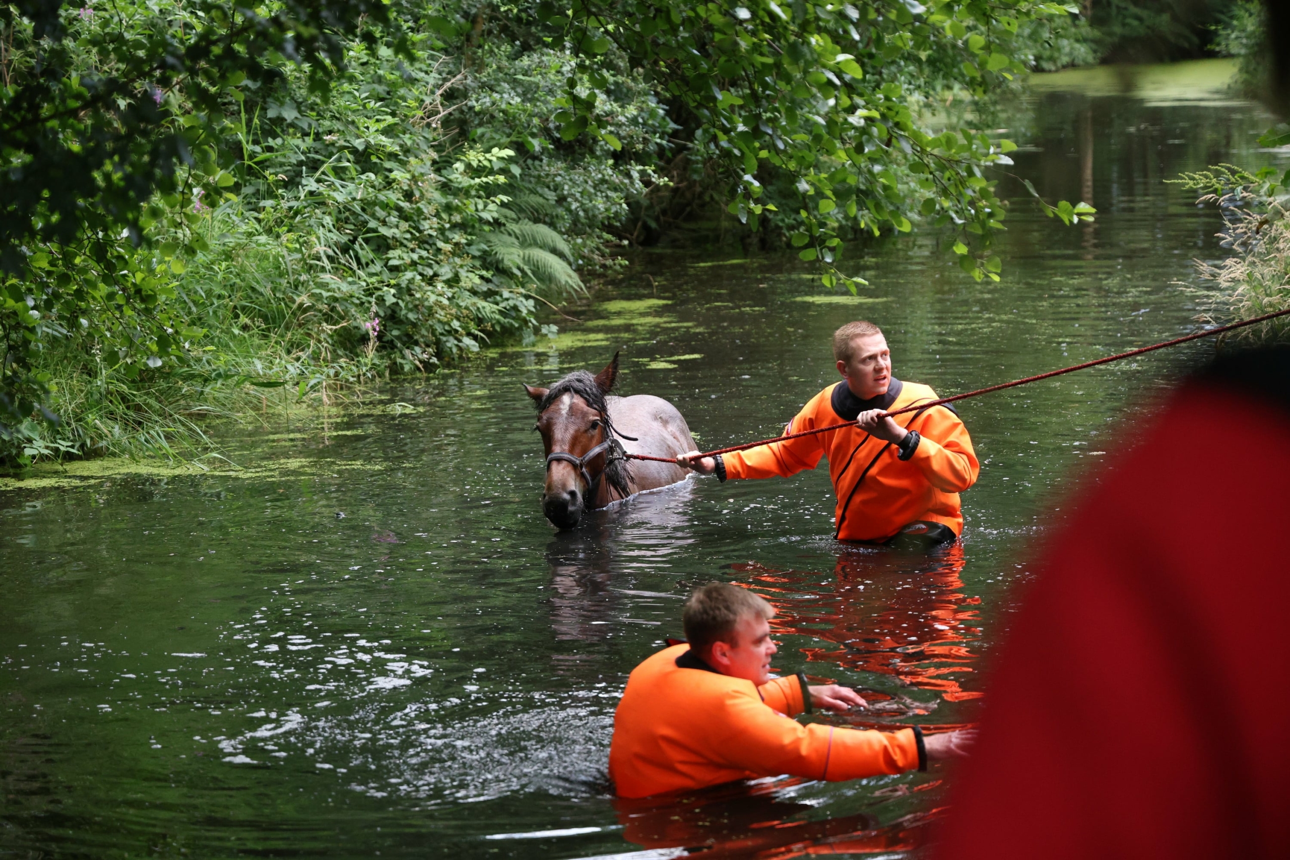 Brandweer redt paard uit water