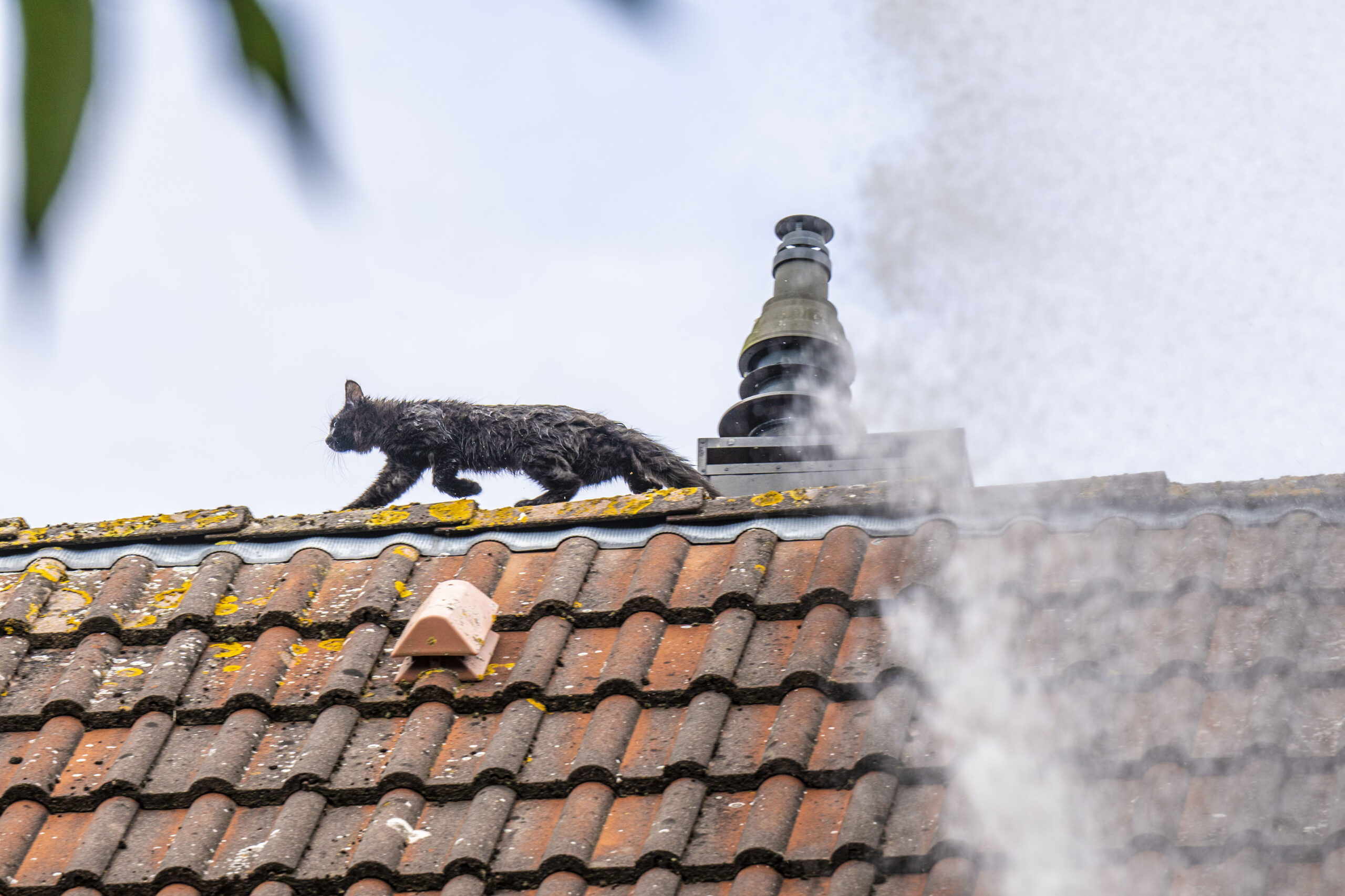 Brandweer redt kitten Olly van dak in Appingedam