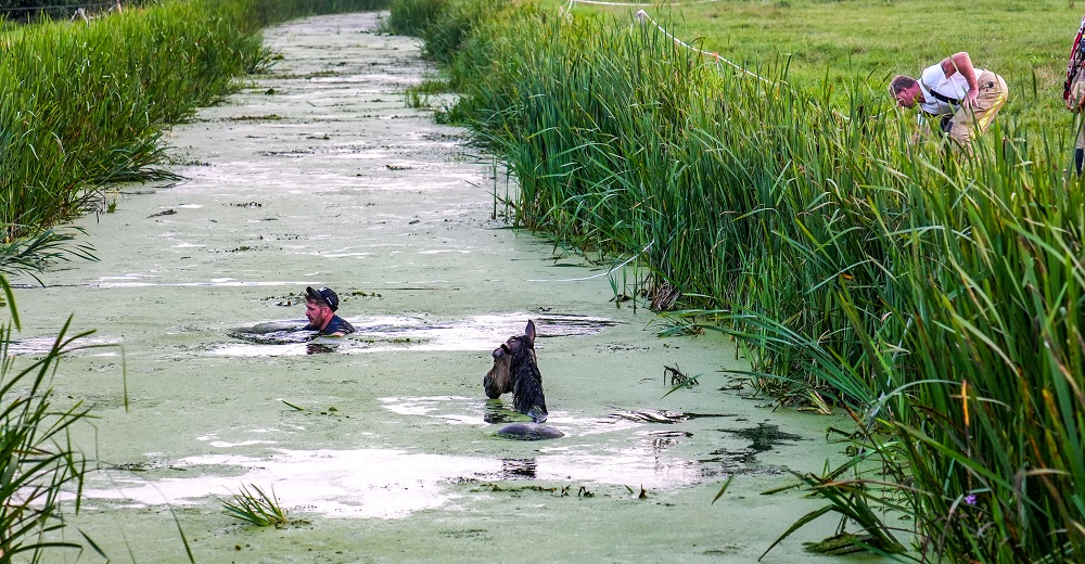 Paard belandt in sloot: hulpdiensten en bewoners schieten te hulp