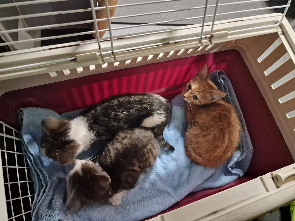 Vier kittens gedumpt bij Baggelhuizerplas