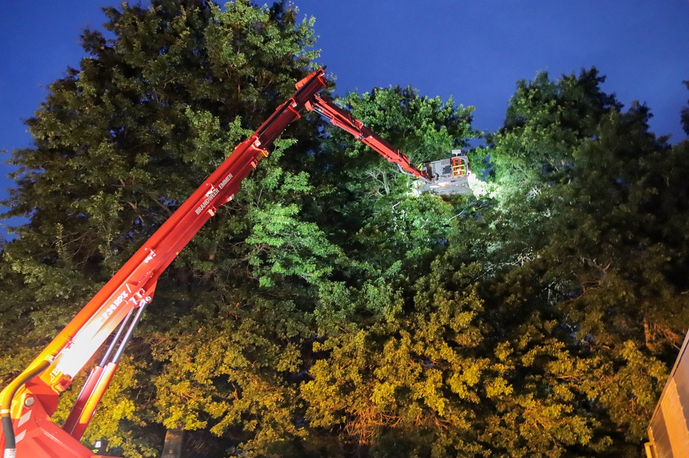 Ontsnapte papegaai door brandweer uit boom gered