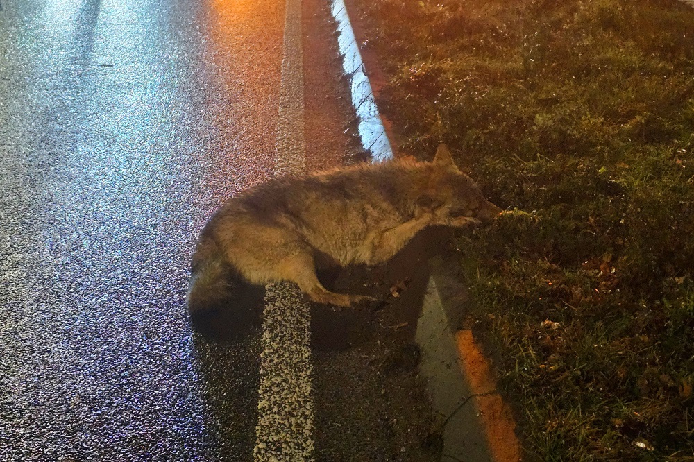 Doodgereden wolf gevonden op provinciale weg