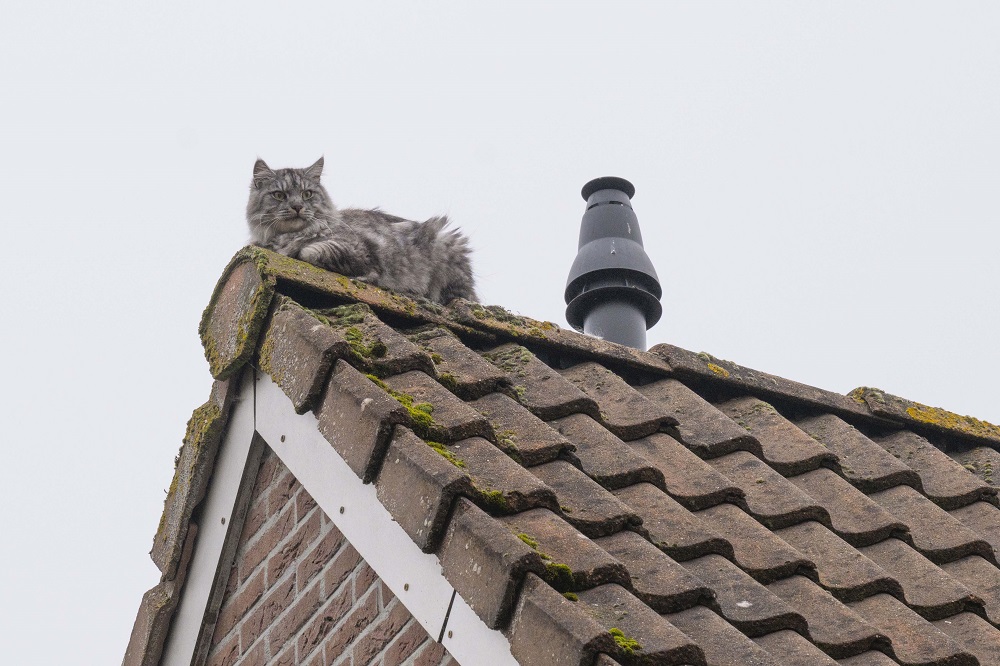 Brandweer redt kat Archon van het dak