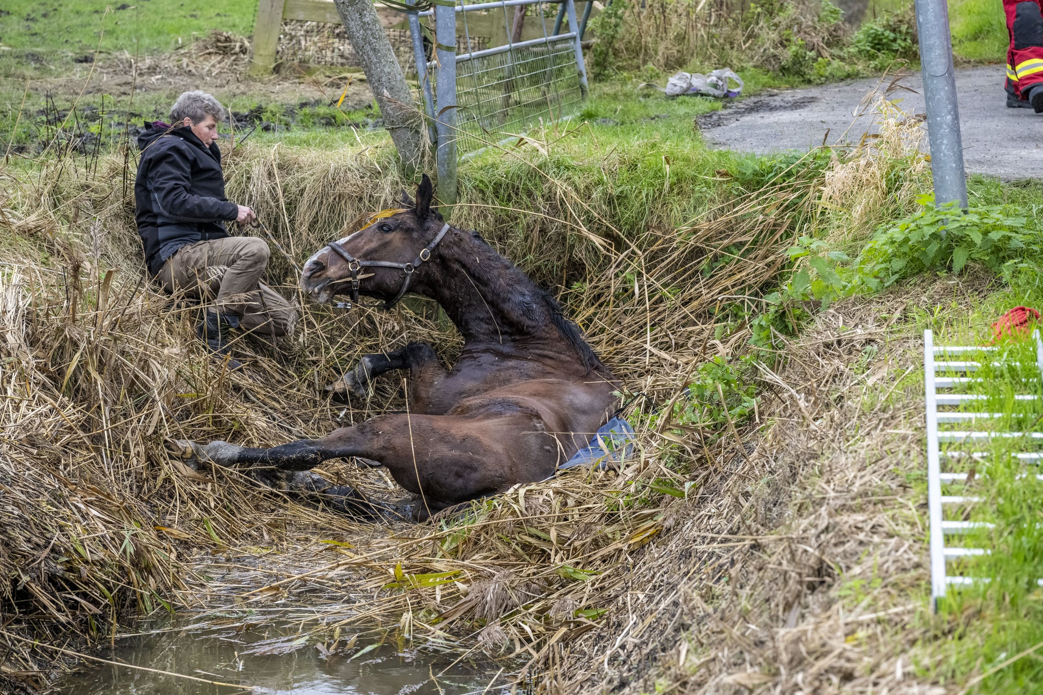 Brandweer redt paard uit sloot