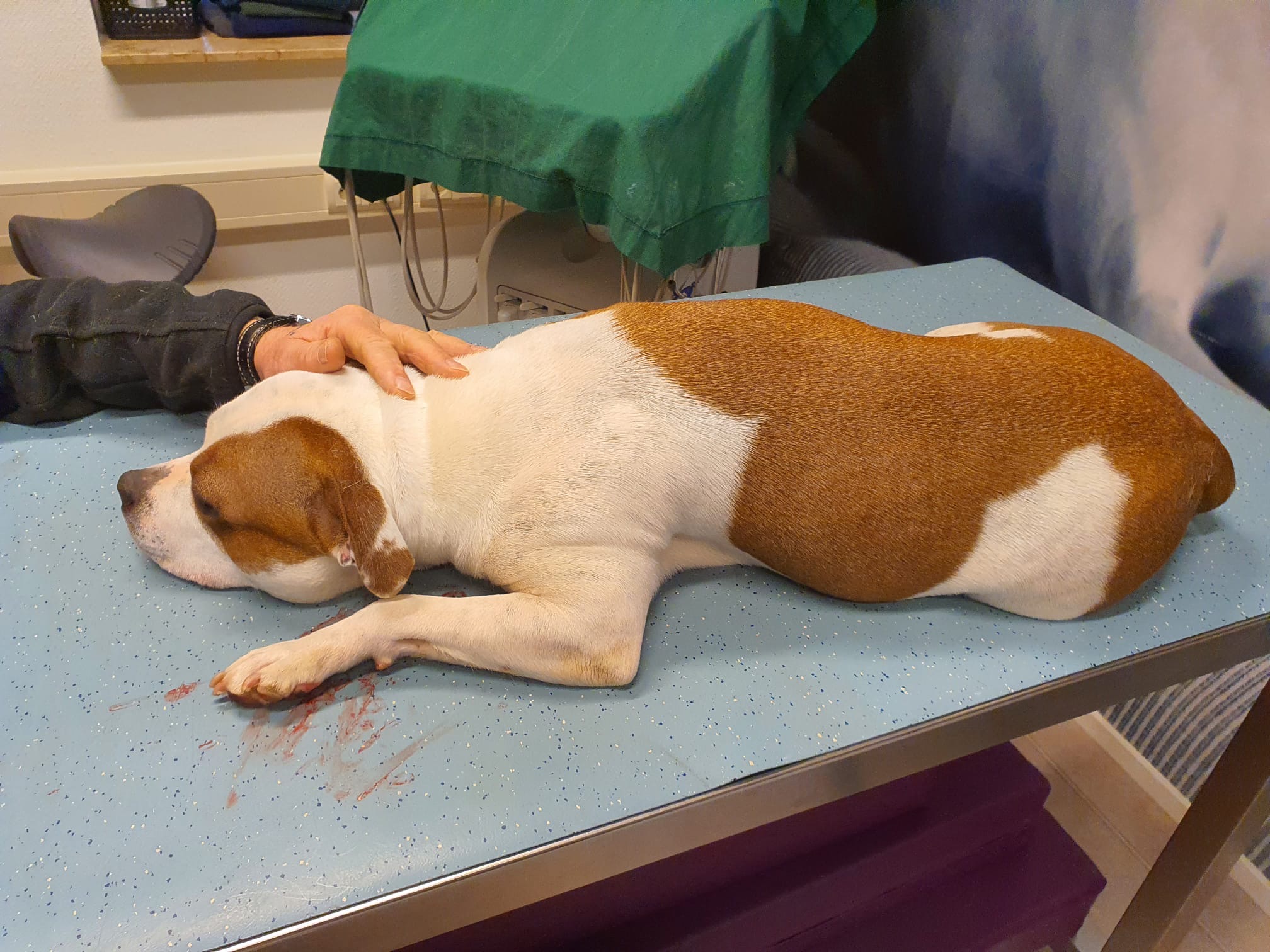 Waarschuwing voor dodelijke Duitse kauwbotten; hond overlijdt aan mysterieus syndroom