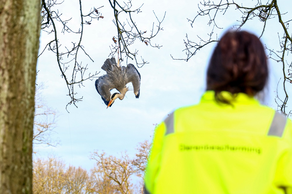Brandweer redt vastzittende reiger uit boom