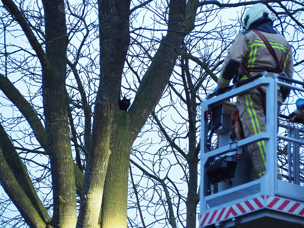 Kat met behulp van hoogwerker door brandweer uit boom gered
