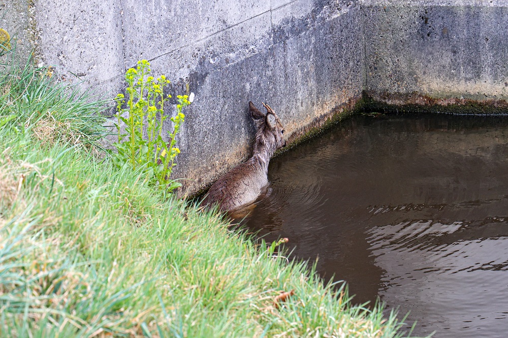 Brandweer haalt verkleumde ree uit het water