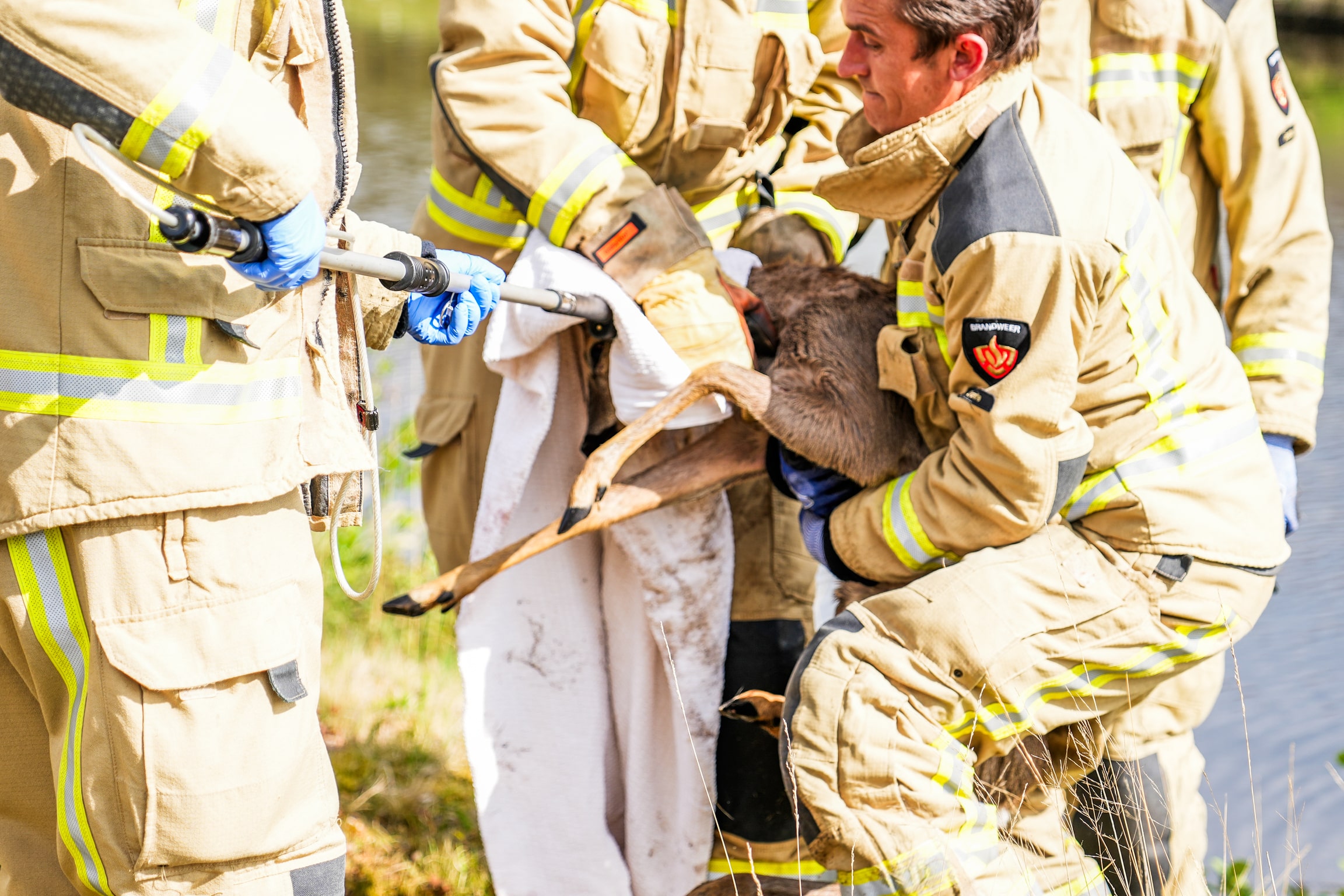 Brandweer redt reebokje uit water