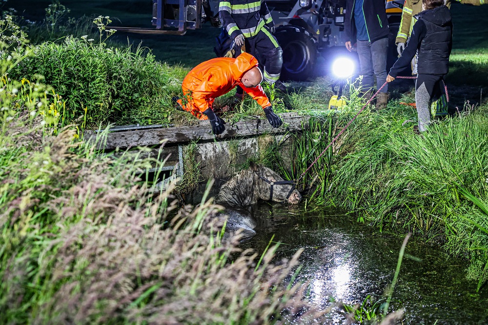 Brandweer redt paard uit sloot
