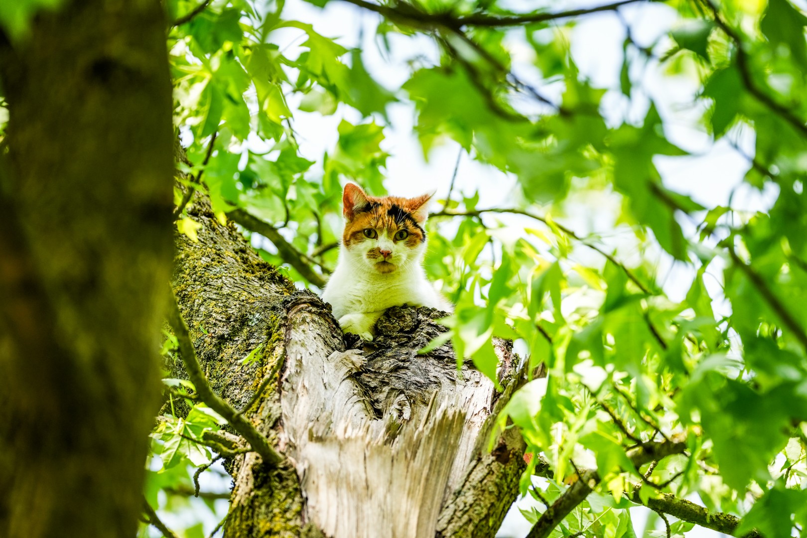 Kat ontwijkt redding door de brandweer en rent weg na val uit boom