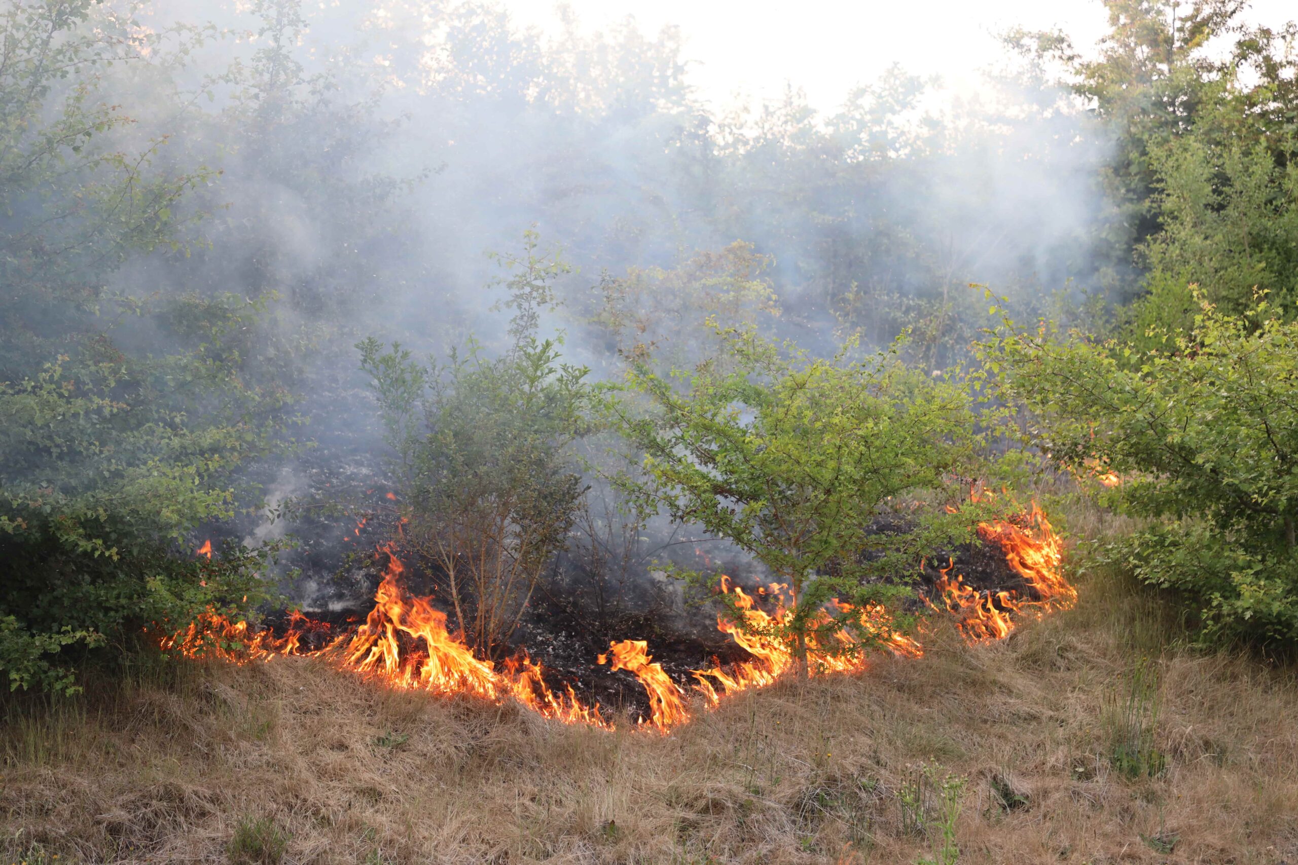 Brandweer heeft natuurbrand snel onder controle