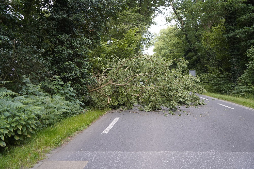 Boom blokkeert weg, brandweer snel ter plaatse
