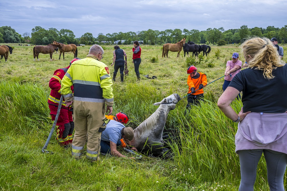 Paard komt vast te zitten in sloot, brandweer moet dier bevrijden