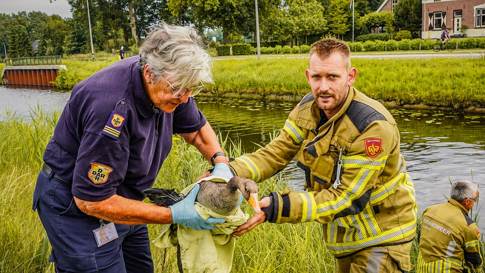 Brandweer redt gans met gebroken vleugel