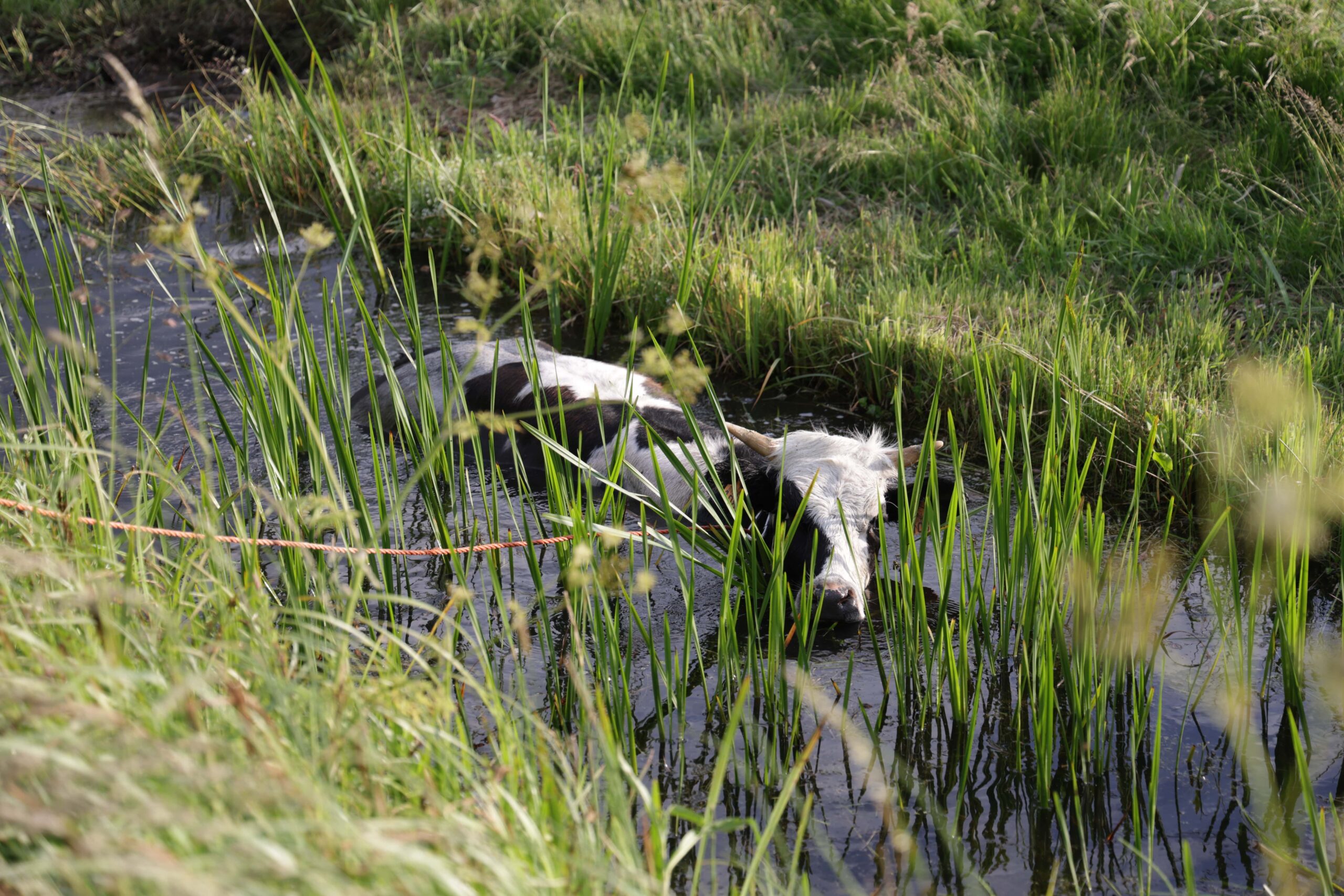Brandweer redt koe uit sloot