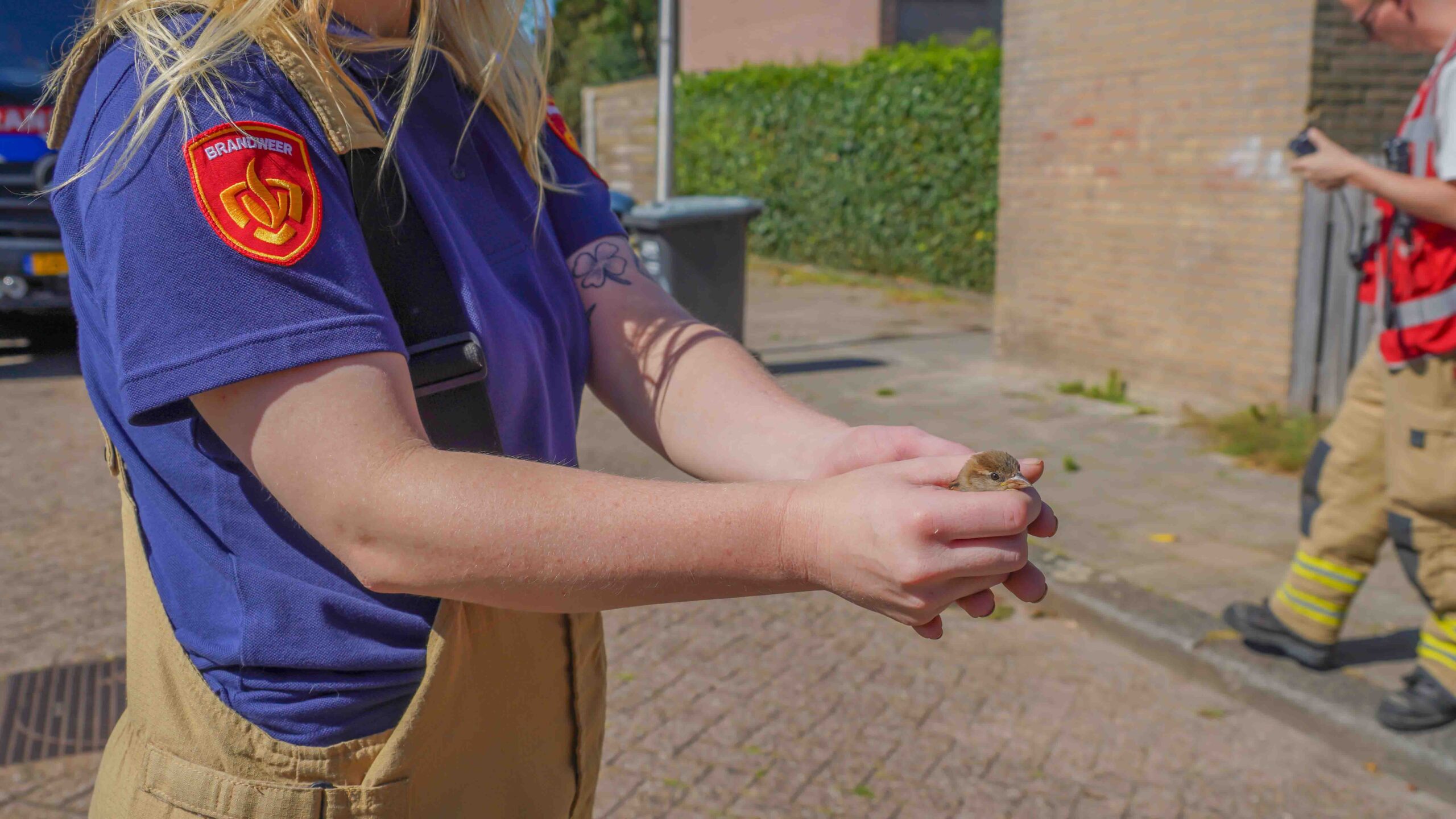 Vogel bevrijd uit afzuigleiding van woning