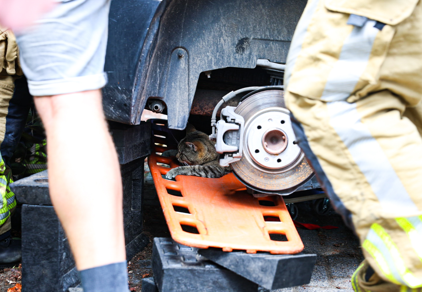 Kat komt vast te zitten onder wiel van bestelbus