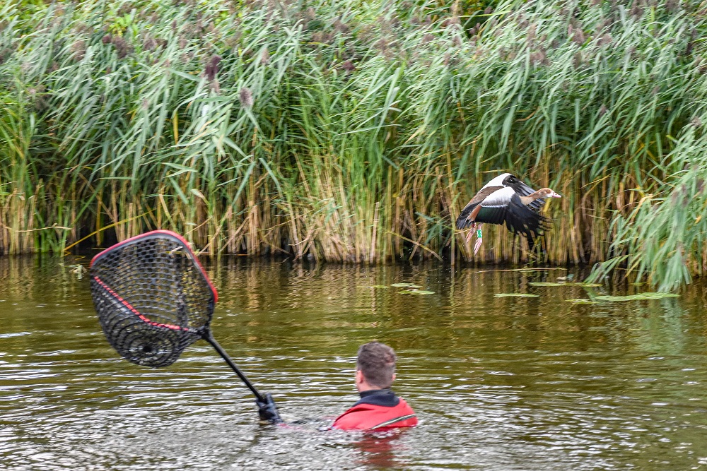Reddingsactie voor vastzittende nijlgans zonder succes