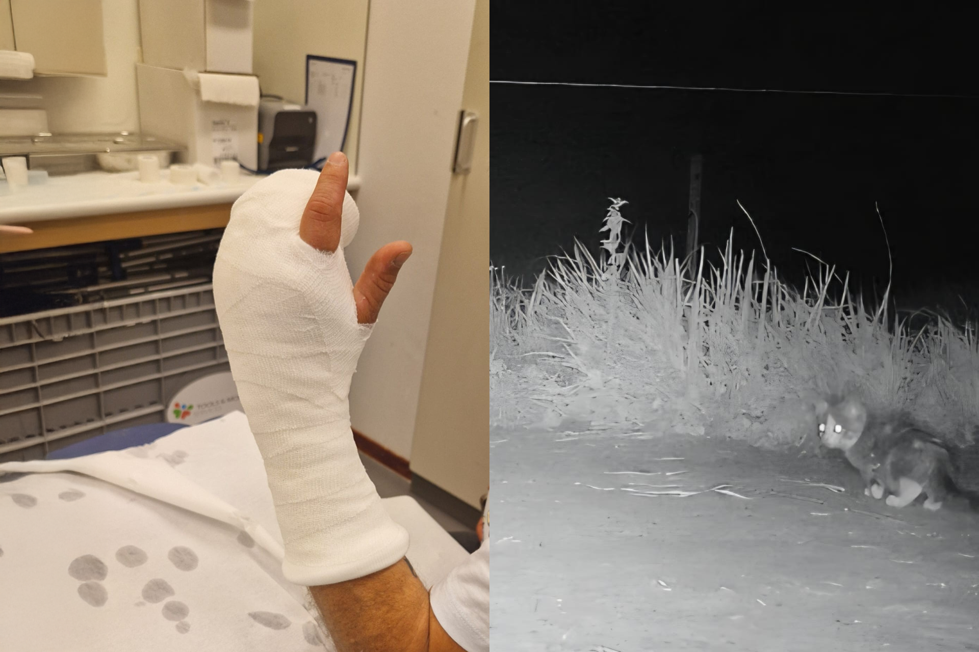 Dierenhulpverleners aangevallen en mishandeld tijdens redding kitten