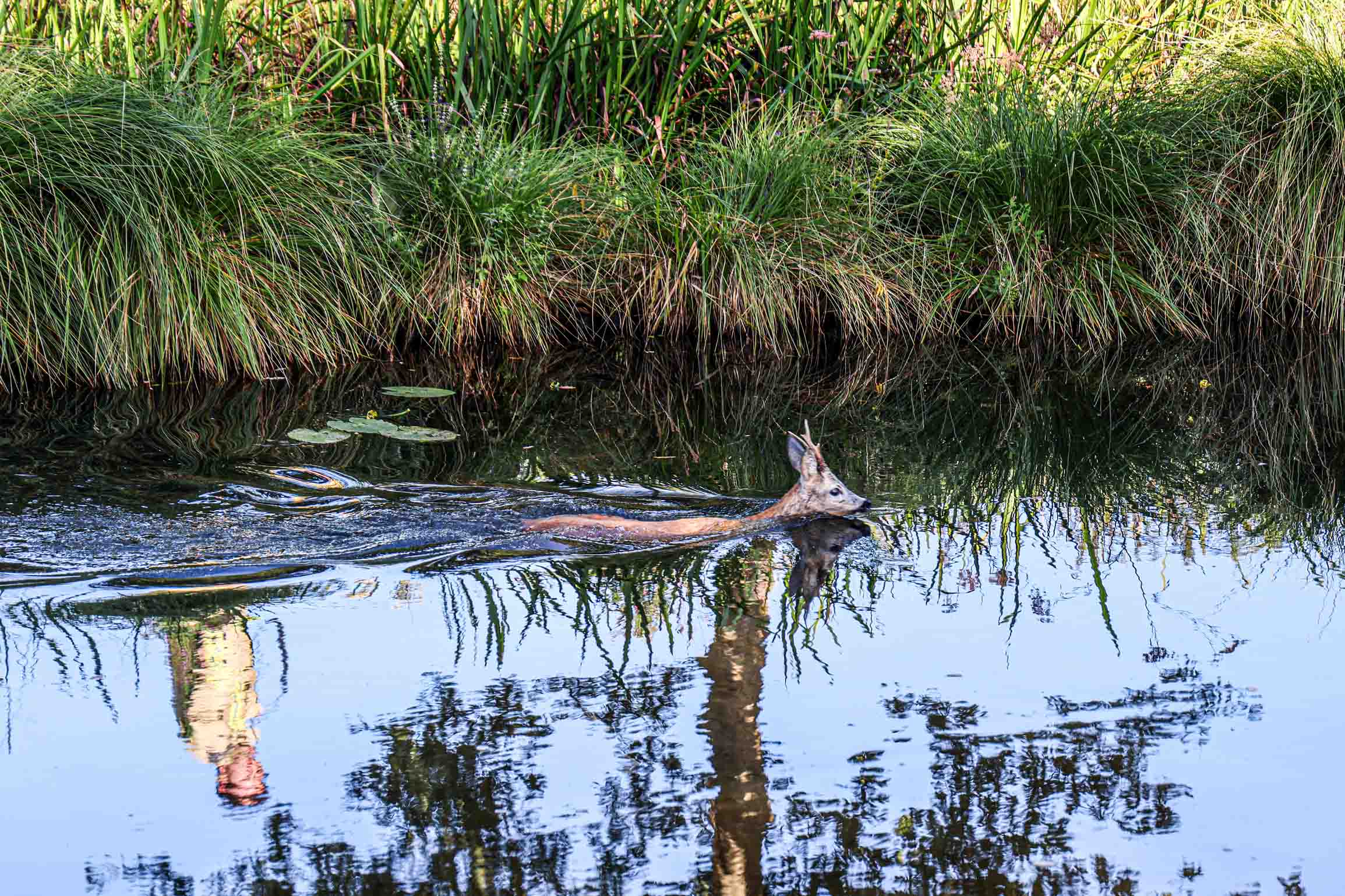 Ree gered uit kanaal na reddingsactie