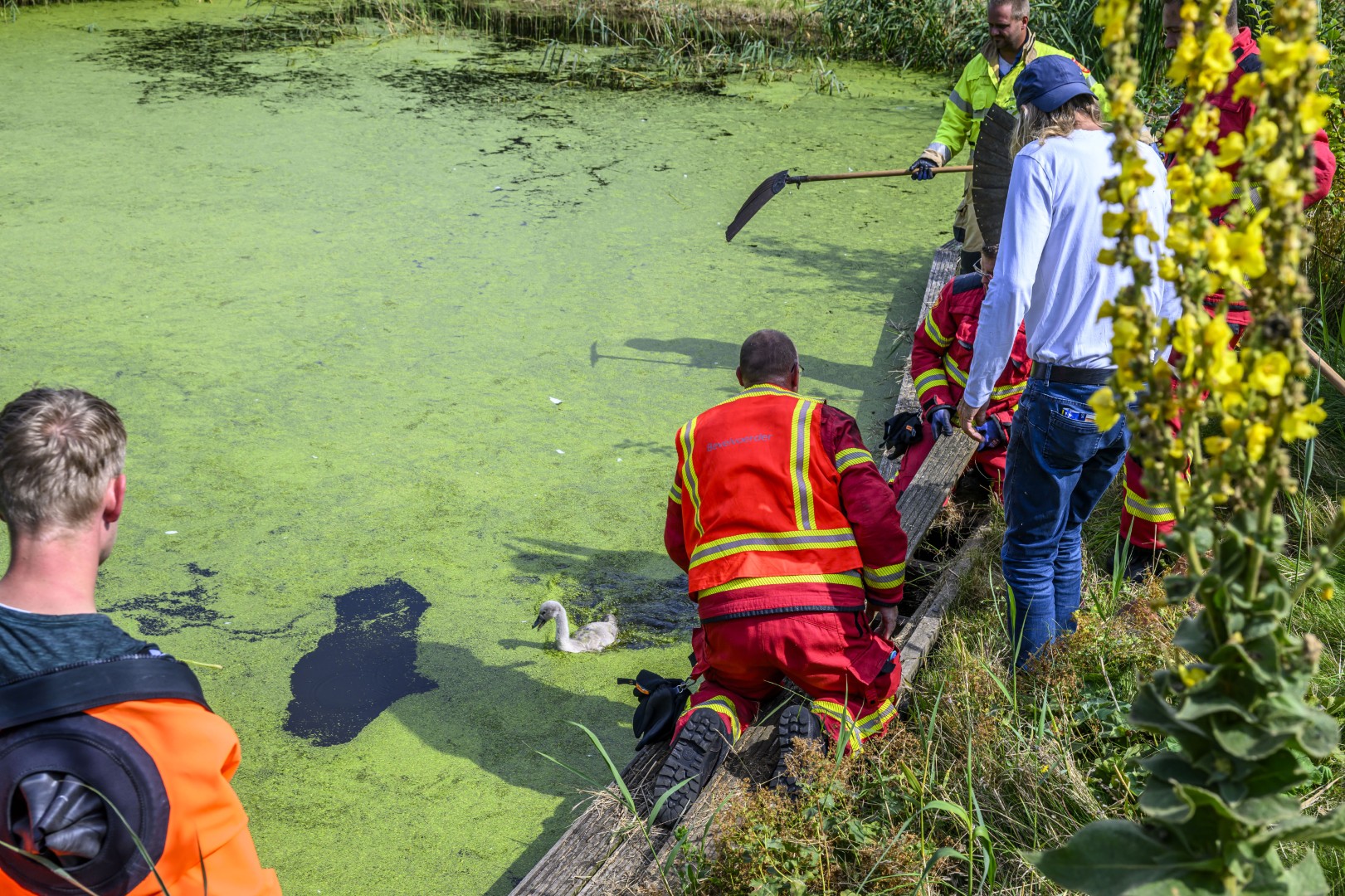 Brandweer schiet te hulp bij vastzittende zwanenkuikens