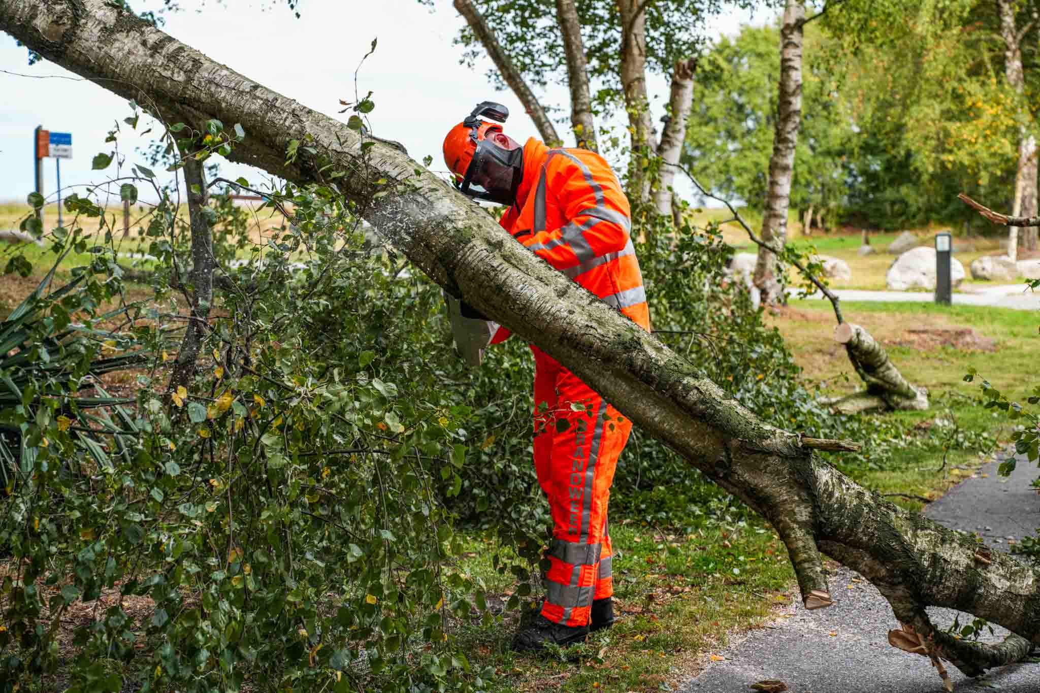 Boom knapt door wind en blokkeert wegverkeer