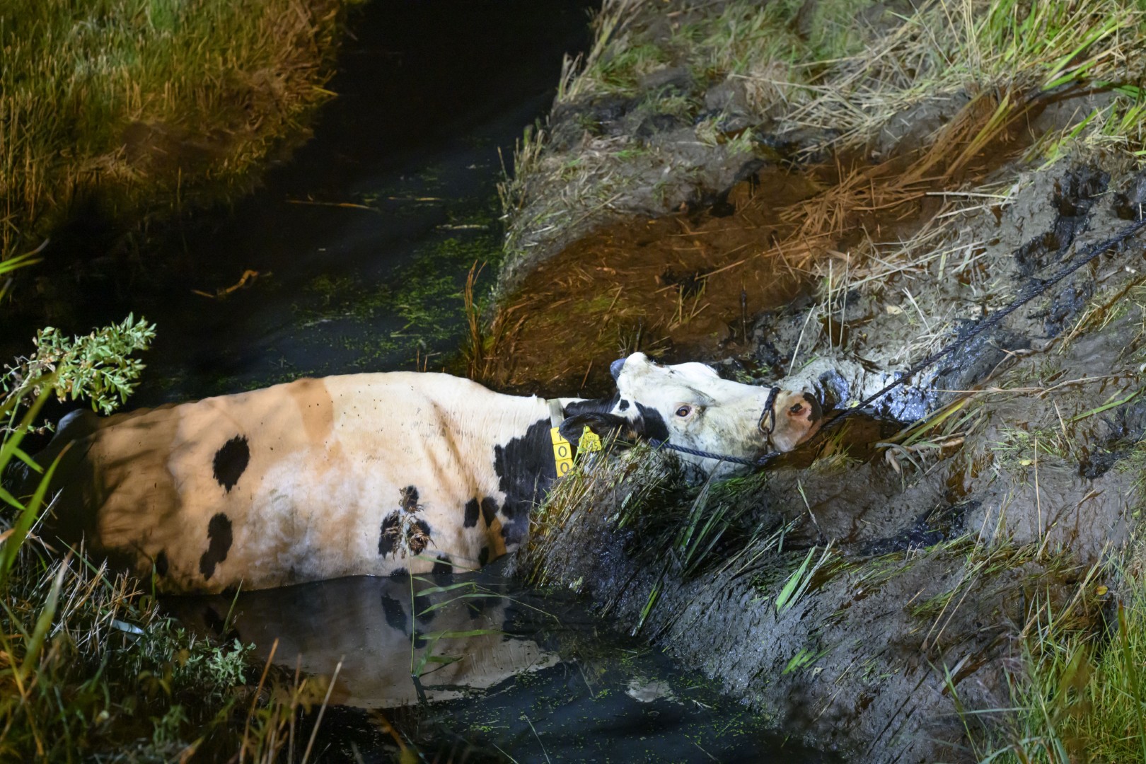 Koe belandt in sloot, boer schiet te hulp met minishovel