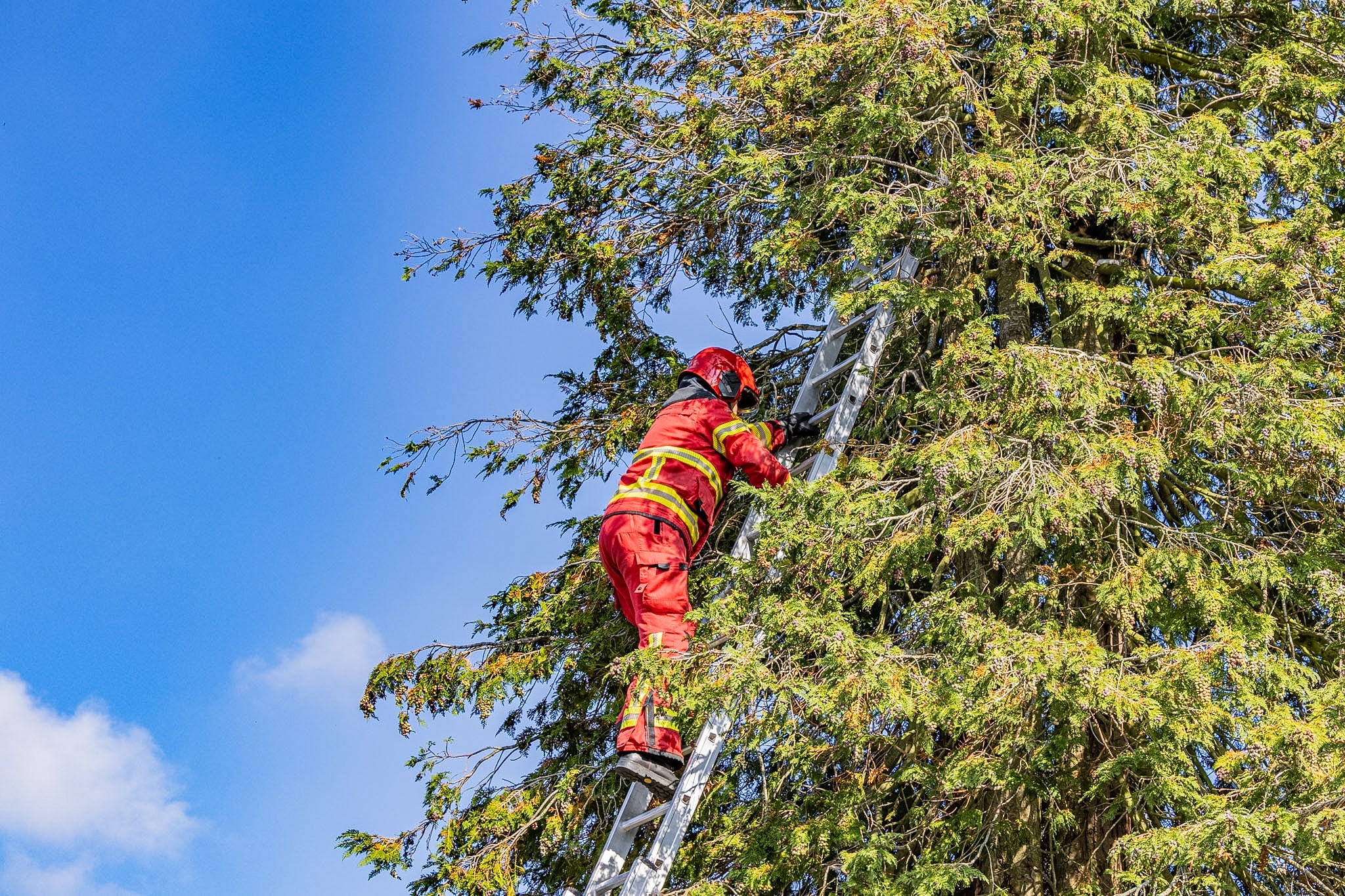 Brandweer redt kat uit de boom
