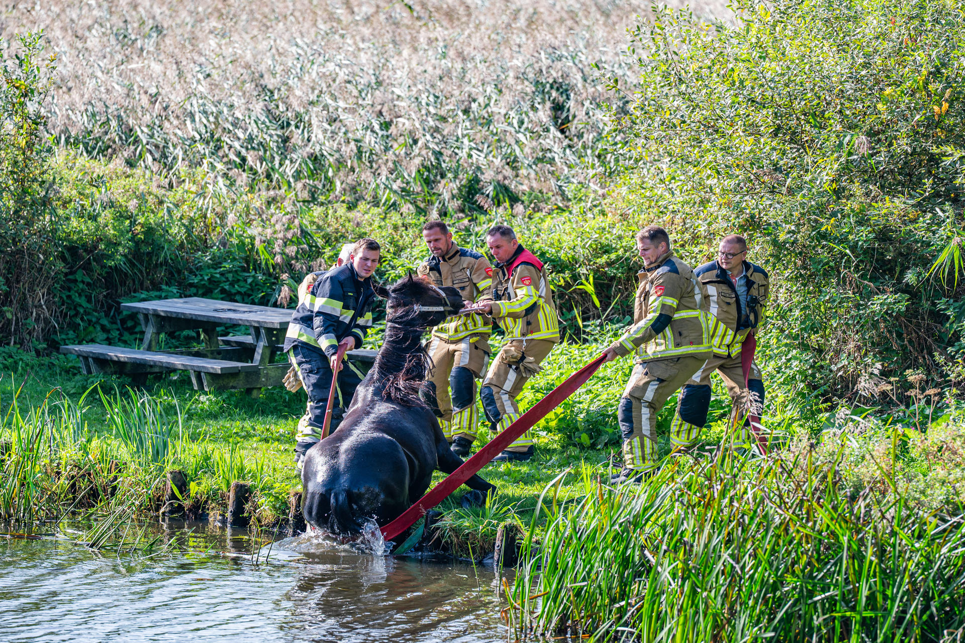 Paard na moeizame redding uit kanaal gehaald