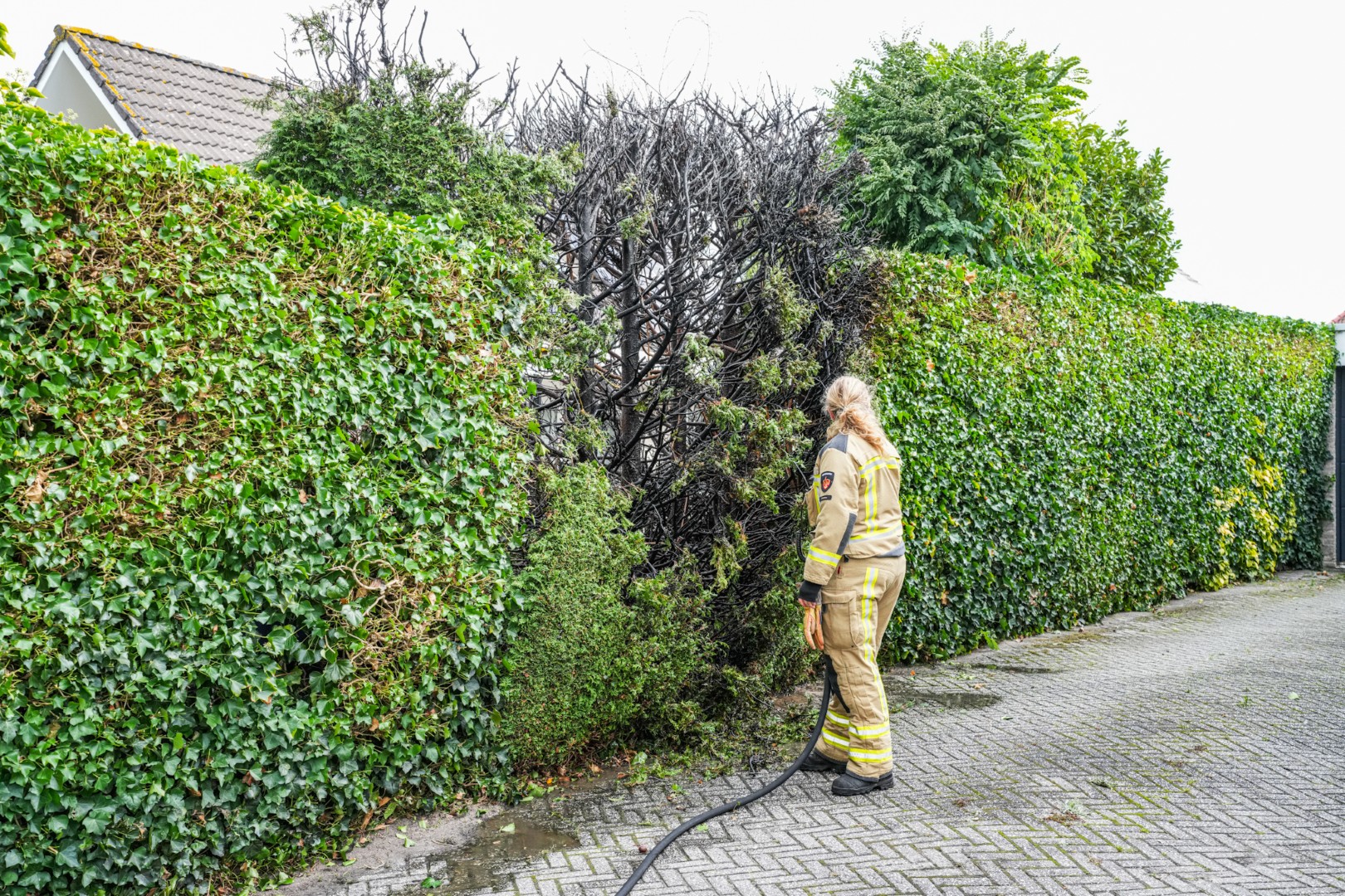 Flinke rookontwikkeling nadat coniferenhaag vlam vat door onkruidbrander
