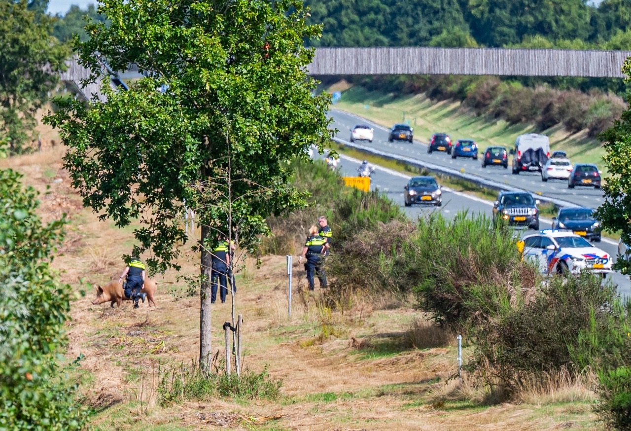 Loslopend varken zorgt voor verkeershinder langs provinciale weg