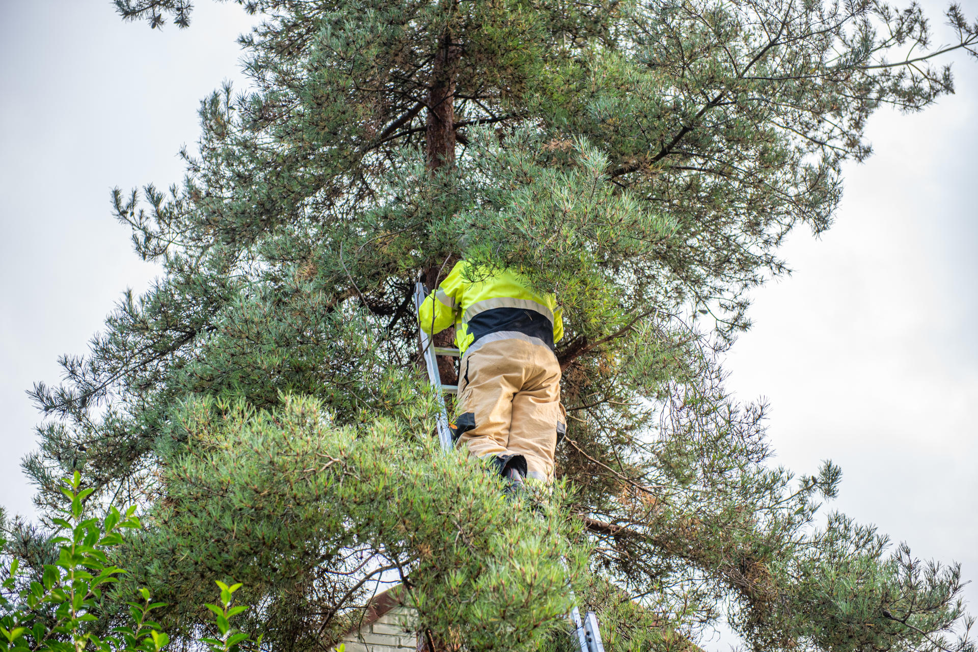 Kat redt zichzelf uit boom na brandweeractie op Dierendag