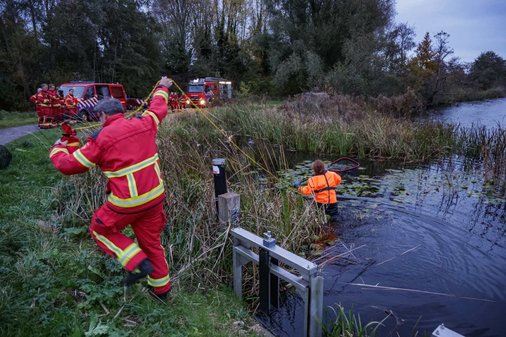Brandweer redt gans, mogelijk besmet met vogelgriep