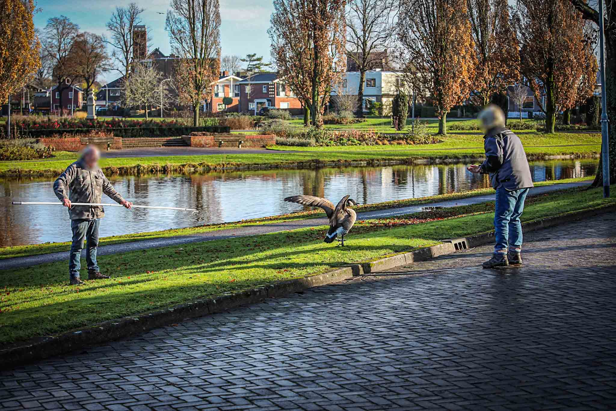 Gans met vermoedelijk gebroken poot na weken opgehaald door hulpdiensten