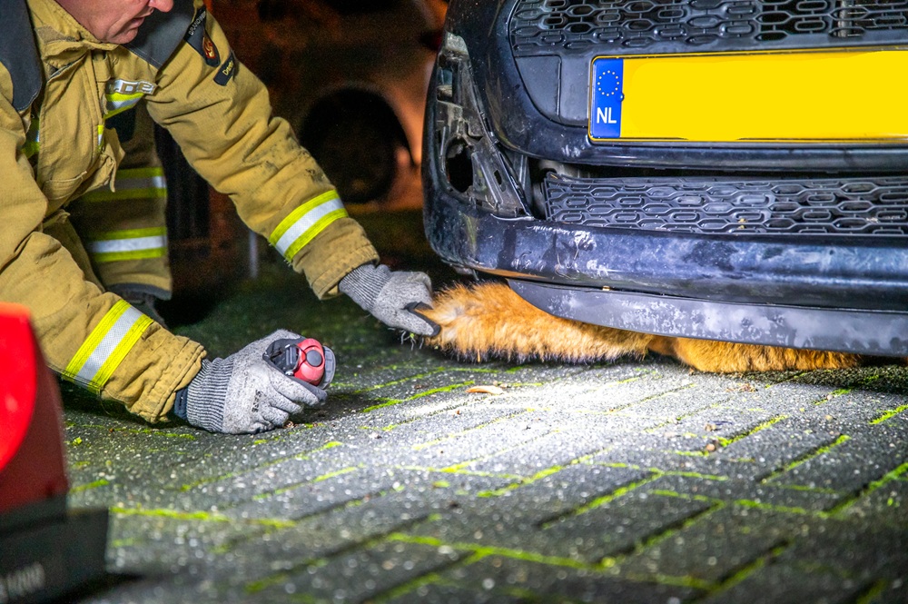 Vos vast in motorcompartiment van auto na aanrijding