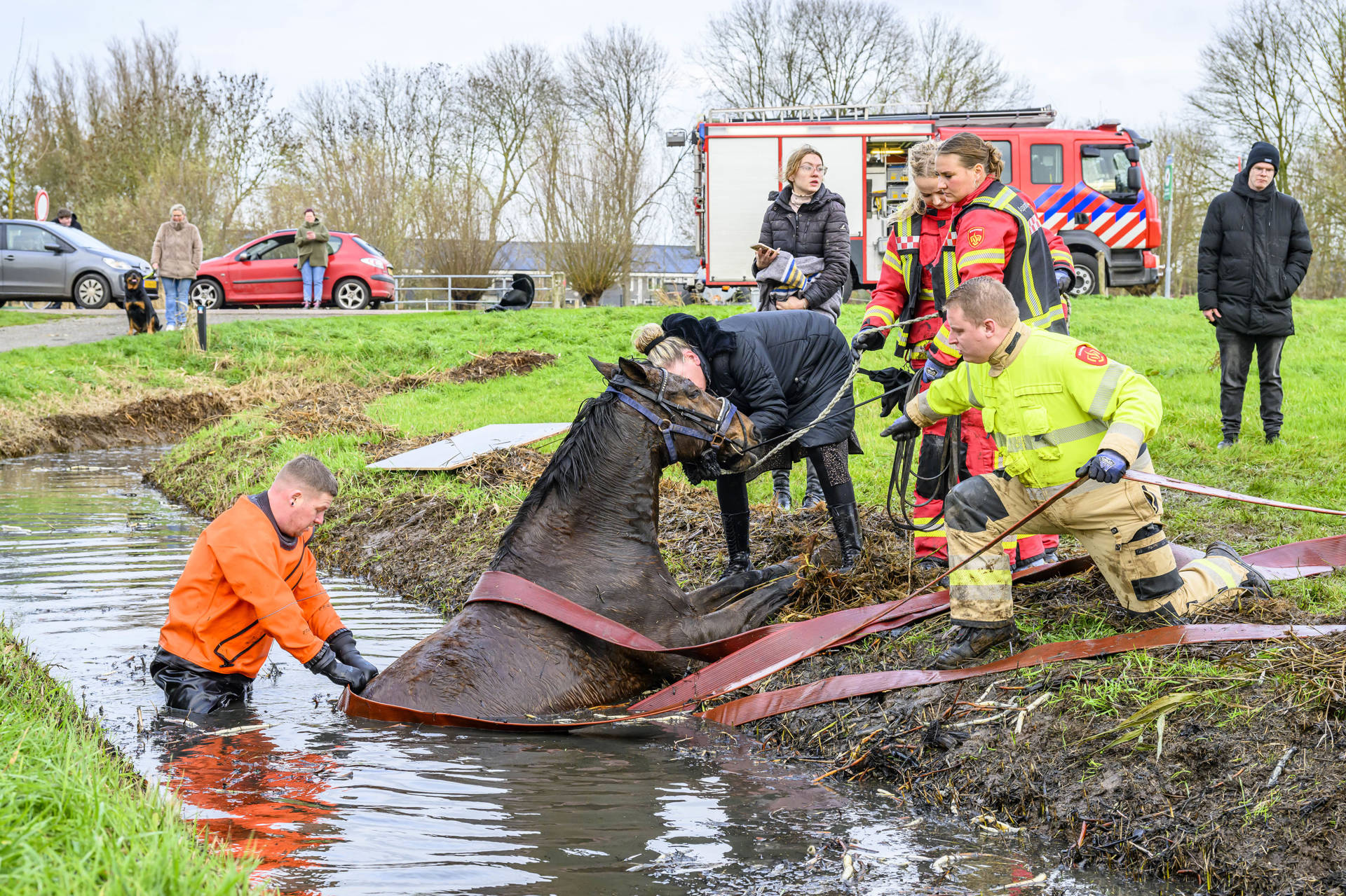 Paard met ruiter in sloot belandt; dier na half uur gered