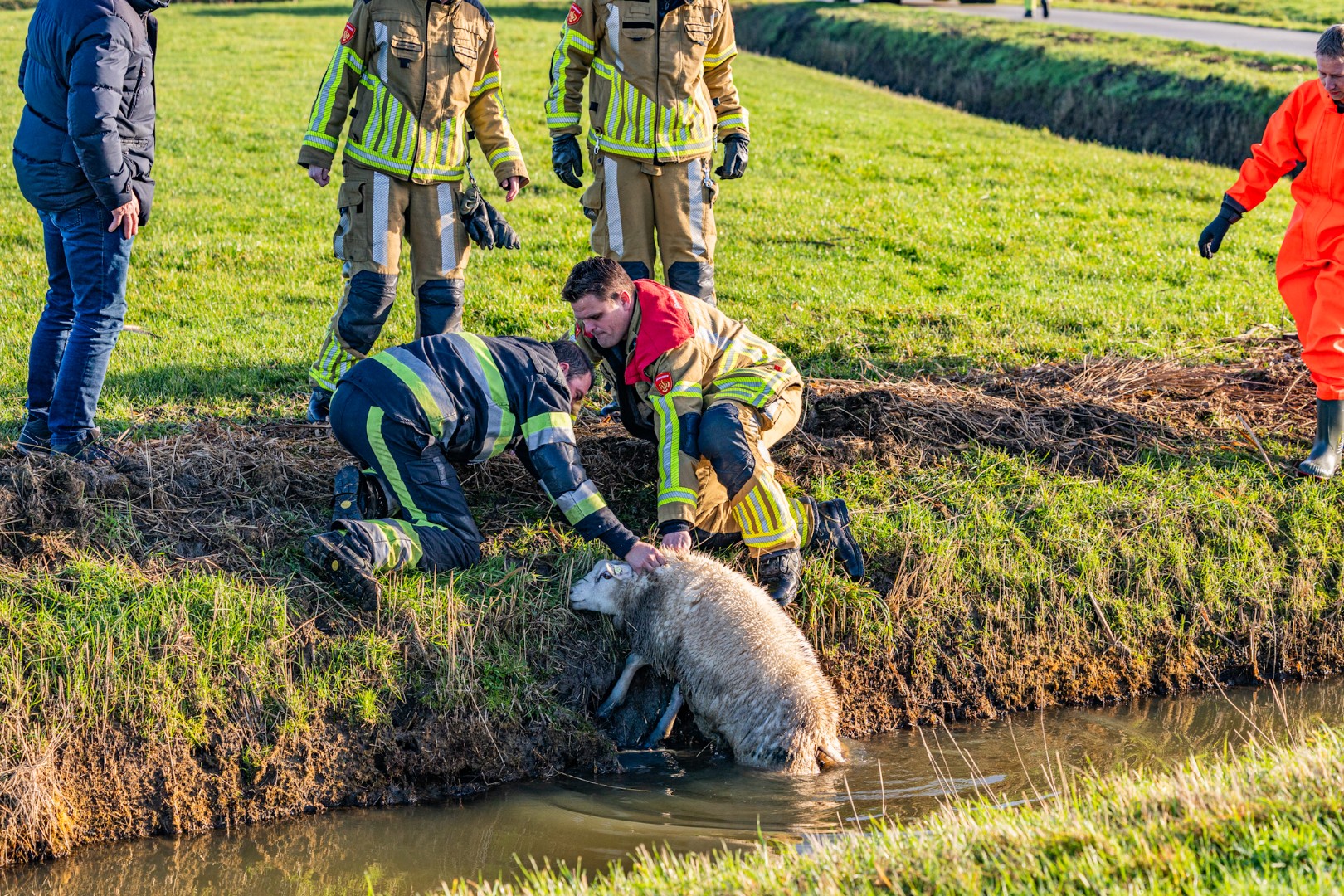 Brandweer redt schaap uit sloot langs landelijke weg