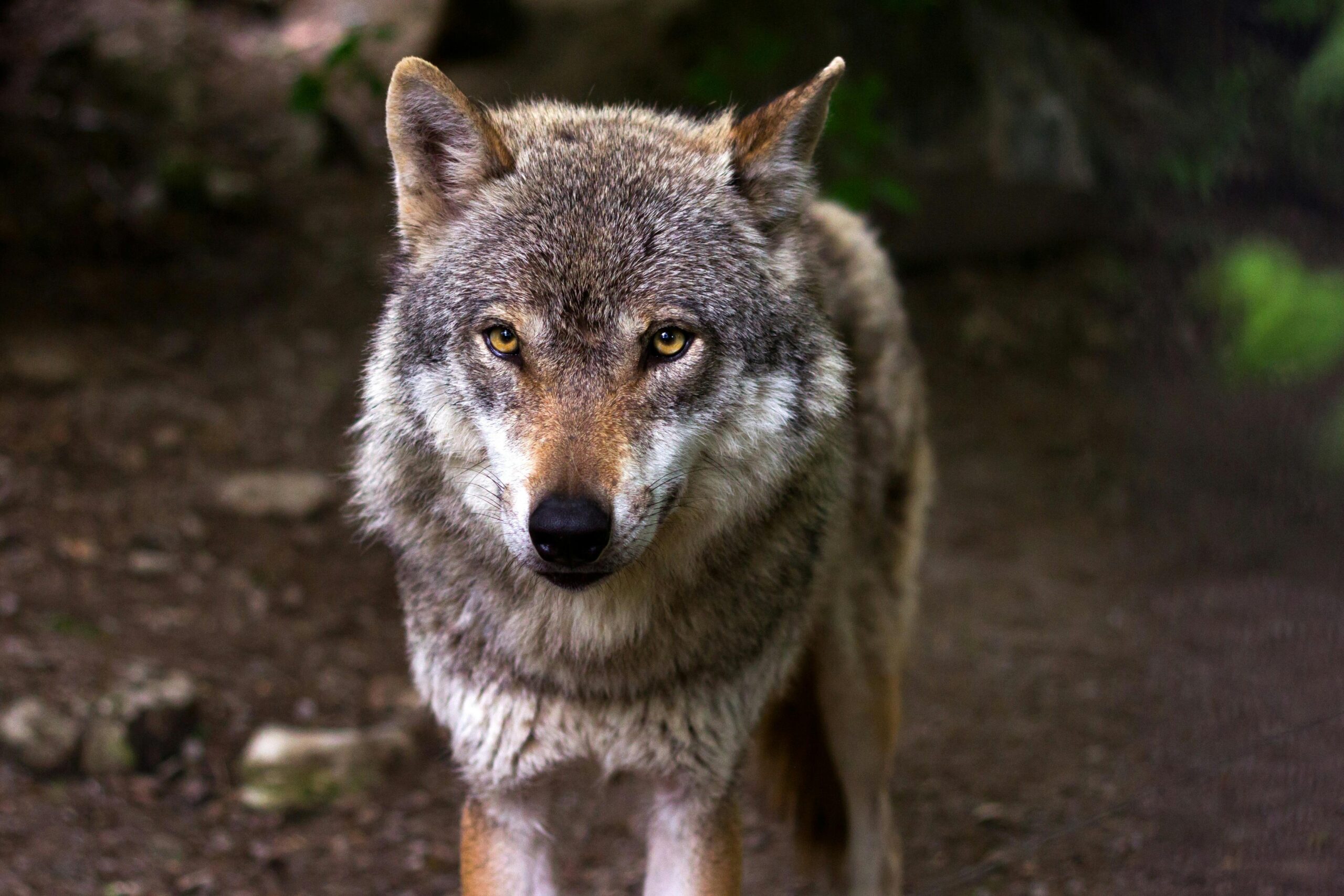 Opnieuw dode wolf aangetroffen in Drenthe