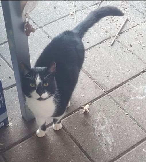 Kat Bink na vijf jaar herenigd met oorspronkelijke eigenaren